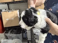 Yellow, a male Aussiedoodle and Miniature Aussiedoodle for sale in Lake City, FL – 5 of 9