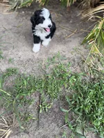 Purple, a female Miniature Aussiedoodle for sale in Lake City, FL – 2 of 2