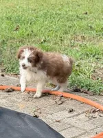Pickle (White), a male Aussiedoodle and Miniature Aussiedoodle for sale in Lake City, FL – 3 of 8