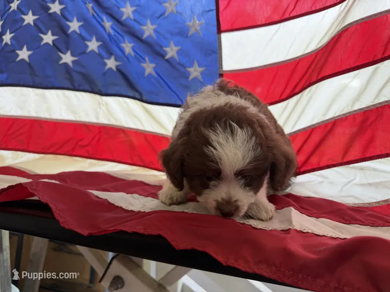 White – Miniature Aussiedoodle puppy for sale in Lake City, FL