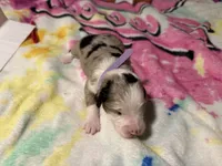 Lavender, a female Aussiedoodle for sale in Lake City, FL – 2 of 3