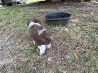 Grey, a male Miniature Aussiedoodle for sale in Lake City, FL – 2 of 3