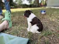 Blue, a male Miniature Aussiedoodle for sale in Lake City, FL – 4 of 4