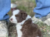 White, a female Miniature Aussiedoodle for sale in Lake City, FL – 2 of 2