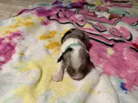 Lt blue, a male Aussiedoodle for sale in Lake City, FL – 4 of 4