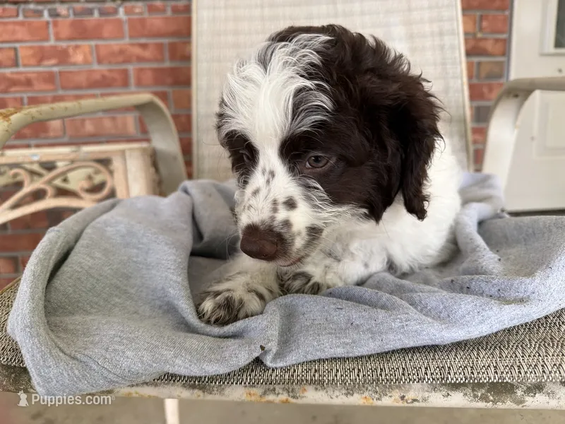 Brown – Miniature Aussiedoodle puppy for sale in Lake City, FL