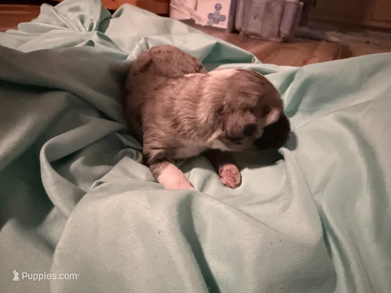 4 – Aussiedoodle puppy for sale in Lake City, FL