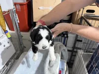 Yellow, a male Aussiedoodle and Miniature Aussiedoodle for sale in Lake City, FL – 6 of 9