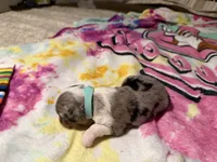 Lt blue, a male Aussiedoodle for sale in Lake City, FL – 3 of 4