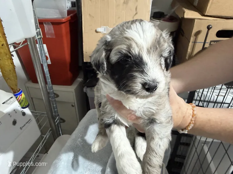Tan – Aussiedoodle puppy for sale in Lake City, FL