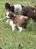Pickle (White), a male Aussiedoodle and Miniature Aussiedoodle for sale in Lake City, FL – 1 of 8