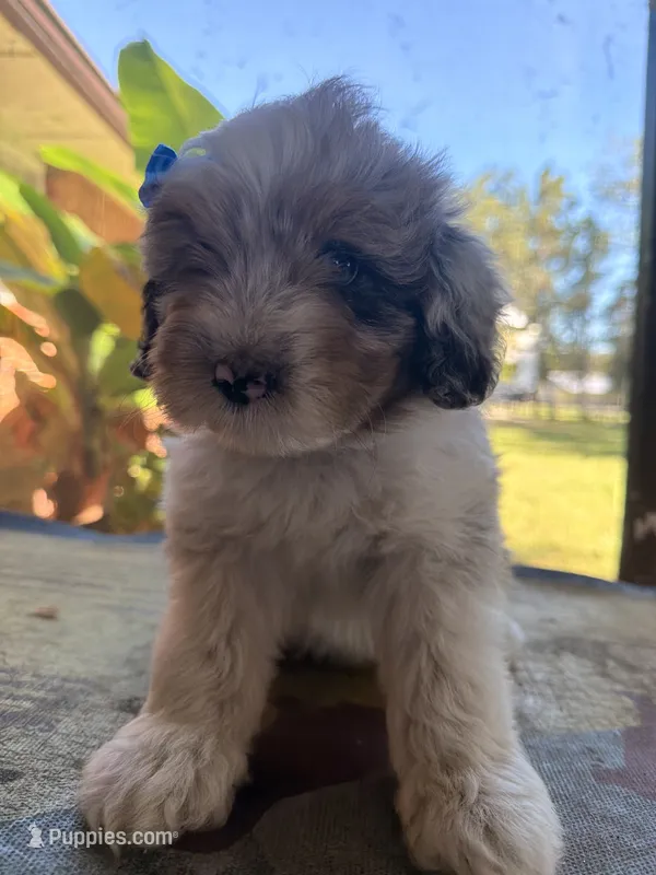 Lt blue – Aussiedoodle, Miniature Aussiedoodle puppy for sale in Lake City, FL