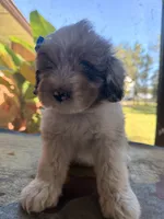 Lt blue, a male Aussiedoodle and Miniature Aussiedoodle for sale in Lake City, FL – 7 of 9