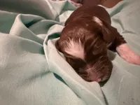 7, a female Aussiedoodle for sale in Lake City, FL – 3 of 3