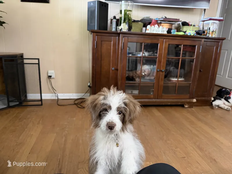 Pickle (White) – Miniature Aussiedoodle puppy for sale in Lake City, FL