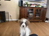 Pickle (White), a male Aussiedoodle and Miniature Aussiedoodle for sale in Lake City, FL – 8 of 8