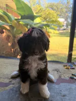 Pink, a female Aussiedoodle and Miniature Aussiedoodle for sale in Lake City, FL – 8 of 9