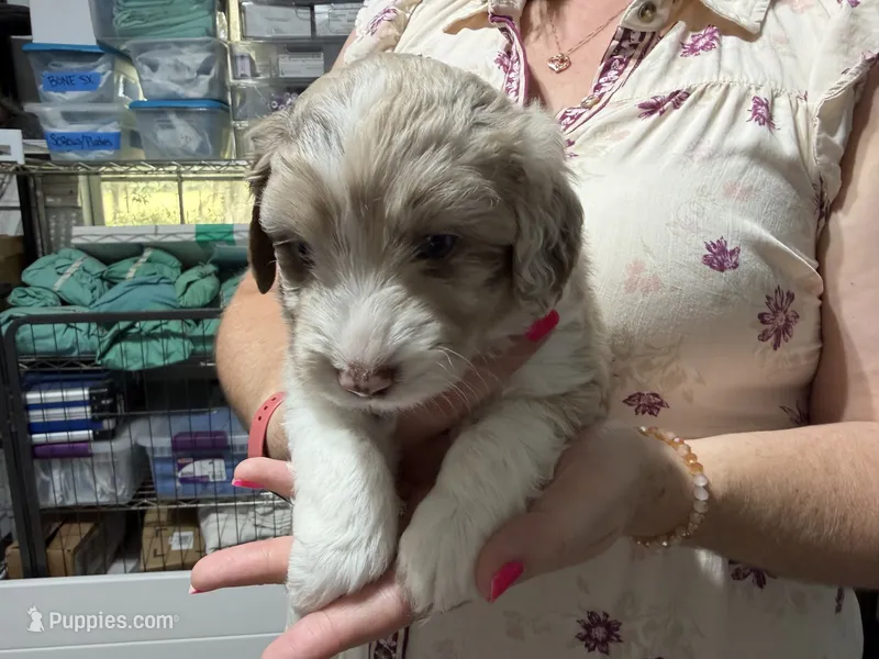 Red – Aussiedoodle puppy for sale in Lake City, FL