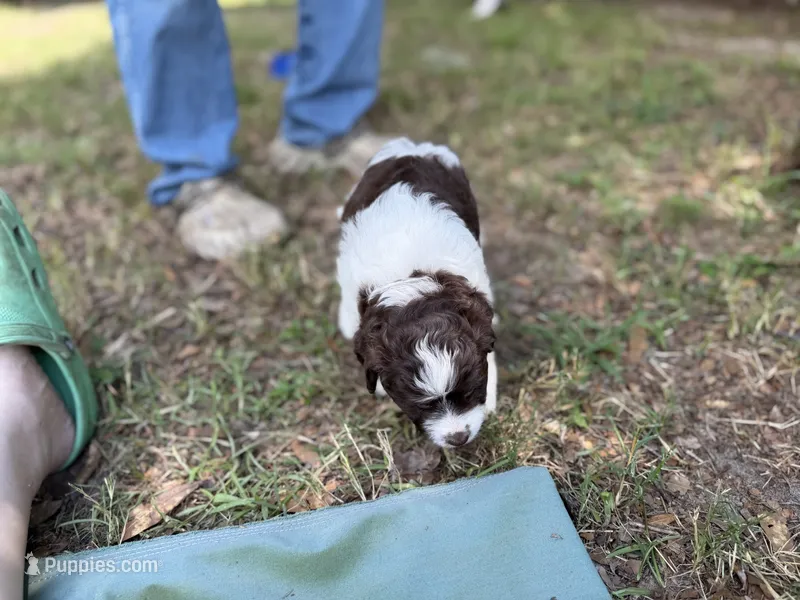 Light blue – Miniature Aussiedoodle puppy for sale in Lake City, FL