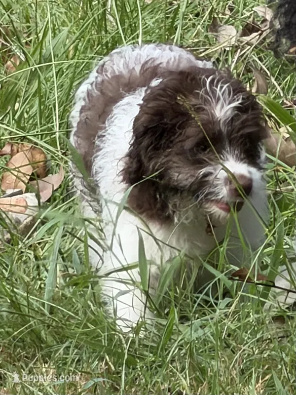Light blue – Miniature Aussiedoodle puppy for sale in Lake City, FL