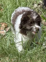 Light blue, a female Miniature Aussiedoodle for sale in Lake City, FL – 7 of 8