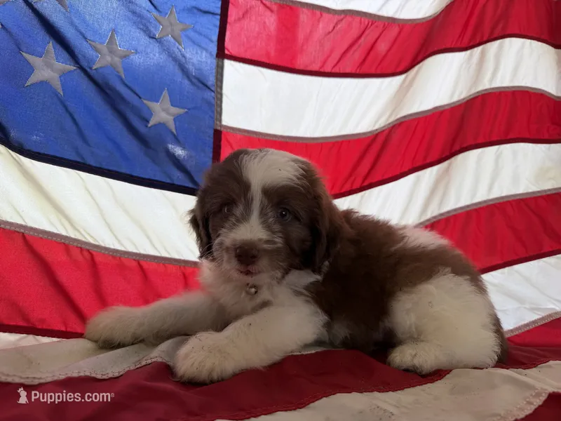 Blue – Miniature Aussiedoodle puppy for sale in Lake City, FL