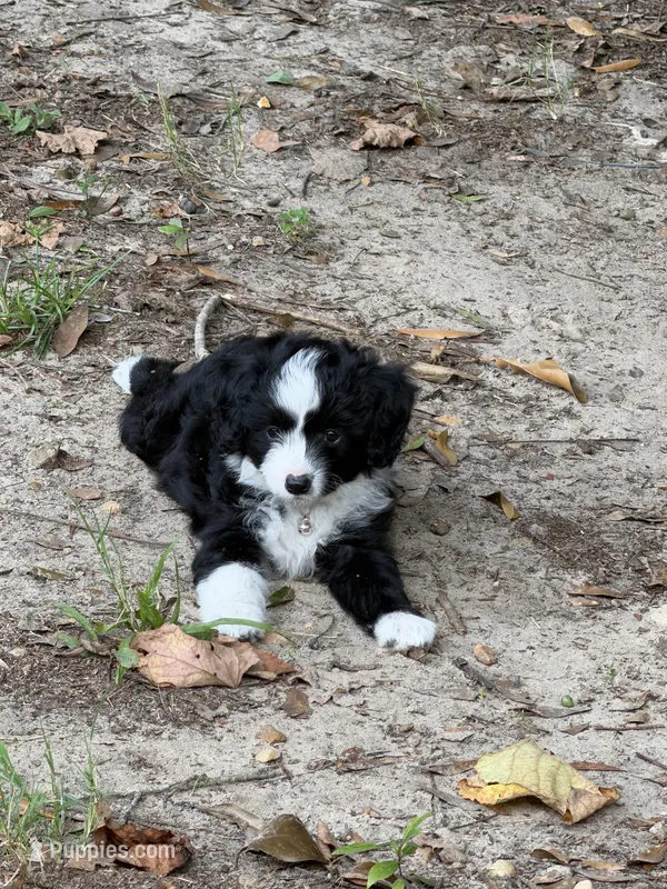 Blacke – Miniature Aussiedoodle puppy for sale in Lake City, FL