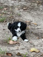 Blacke, a female Miniature Aussiedoodle for sale in Lake City, FL – 1 of 1