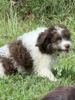 Light blue, a female Miniature Aussiedoodle for sale in Lake City, FL – 8 of 8