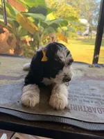 Yellow, a male Aussiedoodle and Miniature Aussiedoodle for sale in Lake City, FL – 8 of 9