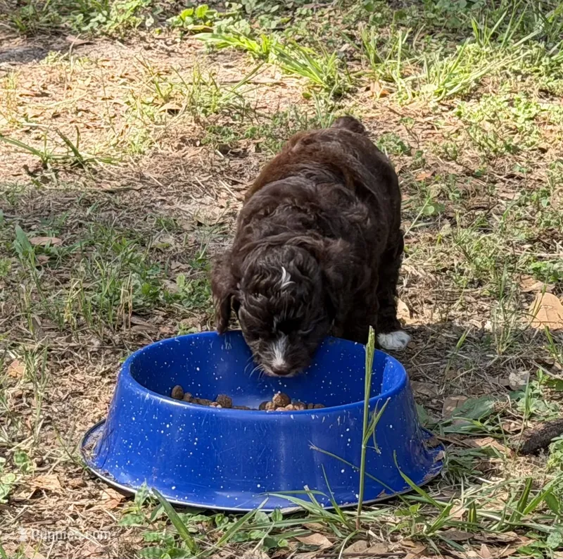 Pinky – Miniature Aussiedoodle puppy for sale in Lake City, FL