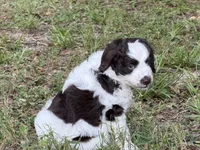 Brown, a male Miniature Aussiedoodle for sale in Lake City, FL – 2 of 3