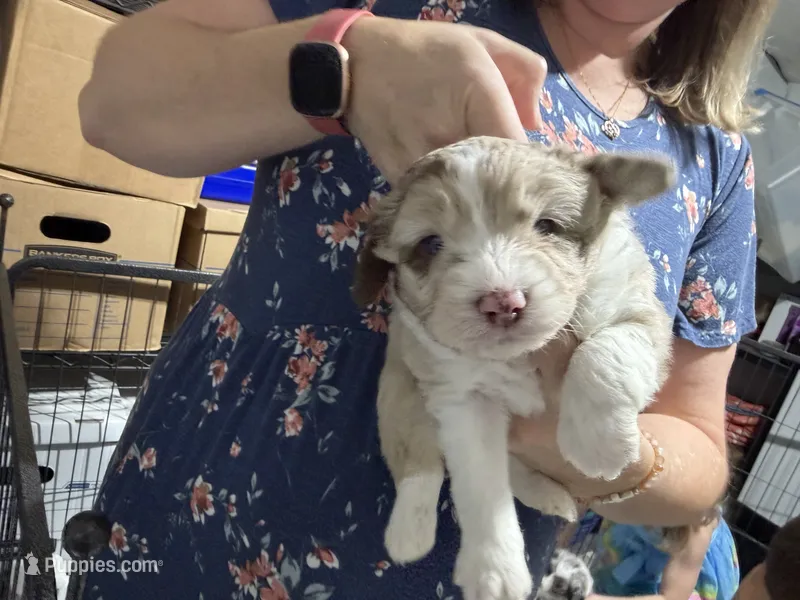 Red – Aussiedoodle puppy for sale in Lake City, FL