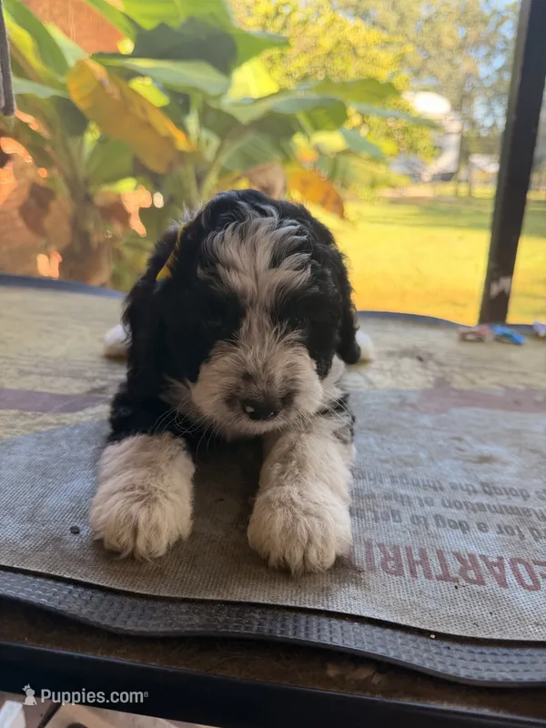 Yellow – Aussiedoodle, Miniature Aussiedoodle puppy for sale in Lake City, FL
