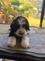 Yellow, a male Aussiedoodle and Miniature Aussiedoodle for sale in Lake City, FL – 9 of 9