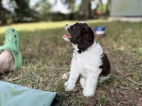 Blue, a male Miniature Aussiedoodle for sale in Lake City, FL – 2 of 4