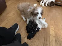 Pickle (White), a male Aussiedoodle and Miniature Aussiedoodle for sale in Lake City, FL – 6 of 8