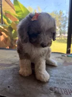 Orange, a female Aussiedoodle and Miniature Aussiedoodle for sale in Lake City, FL – 8 of 9