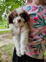 White, a male Miniature Aussiedoodle for sale in Lake City, FL – 2 of 2