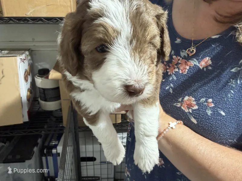 Purple – Aussiedoodle puppy for sale in Lake City, FL