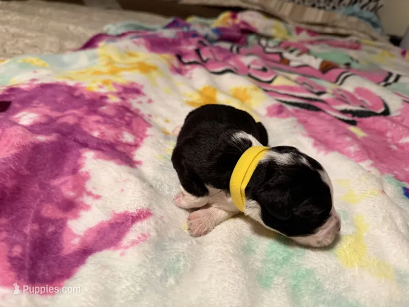 Yellow – Aussiedoodle puppy for sale in Lake City, FL