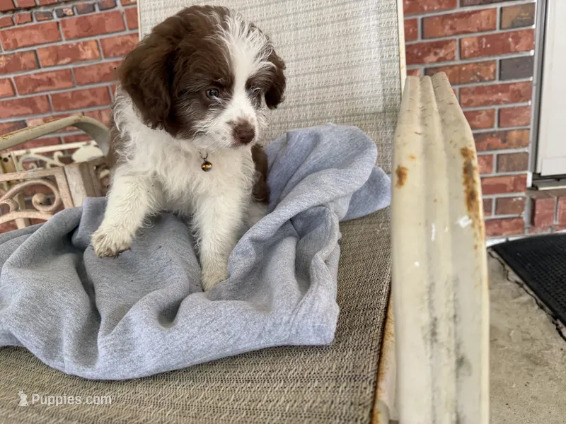 White – Miniature Aussiedoodle puppy for sale in Lake City, FL