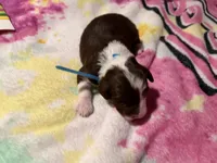 Blue, a male Aussiedoodle for sale in Lake City, FL – 2 of 3