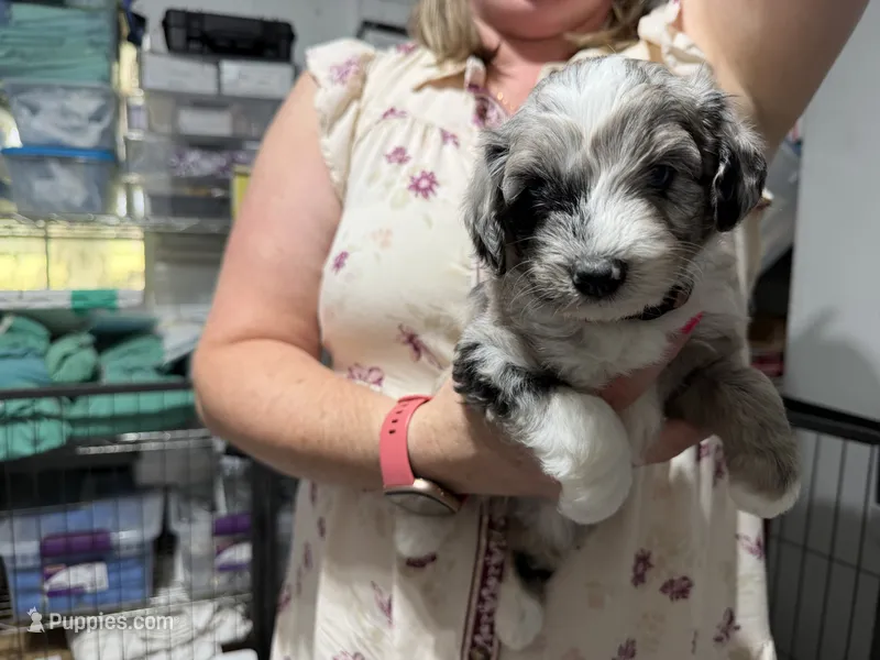 Tan – Aussiedoodle puppy for sale in Lake City, FL