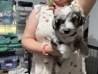 Tan, a female Aussiedoodle and Miniature Aussiedoodle for sale in Lake City, FL – 1 of 9