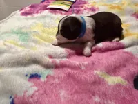Blue, a male Aussiedoodle for sale in Lake City, FL – 3 of 3