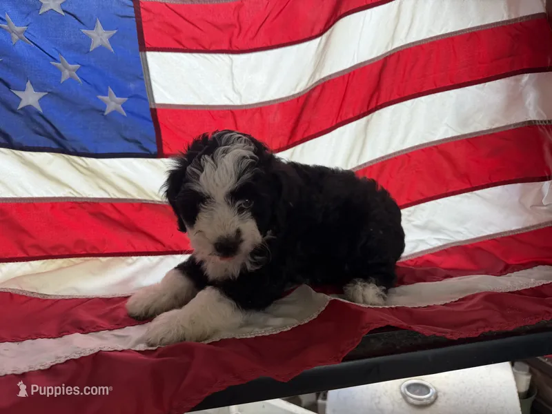 Purple – Miniature Aussiedoodle puppy for sale in Lake City, FL