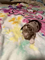 Grey , a male Aussiedoodle for sale in Lake City, FL – 3 of 3