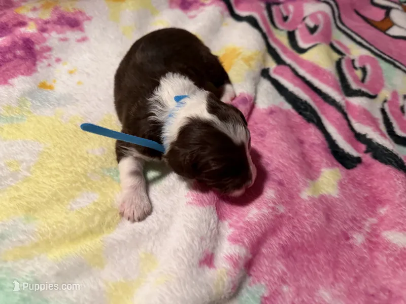 Blue – Aussiedoodle puppy for sale in Lake City, FL