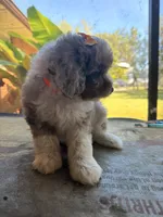 Orange, a female Aussiedoodle and Miniature Aussiedoodle for sale in Lake City, FL – 9 of 9